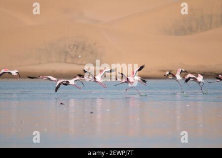 I fenicotteri che volano e si levano in piedi ai laghi nelle dune della baia di Walvis in Namibia, Africa Foto Stock