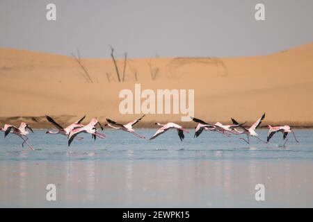 I fenicotteri che volano e si levano in piedi ai laghi nelle dune della baia di Walvis in Namibia, Africa Foto Stock