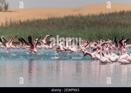 I fenicotteri che volano e si levano in piedi ai laghi nelle dune della baia di Walvis in Namibia, Africa Foto Stock