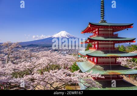 Pureito rosso pagoda con sakura in primo piano e il monte Fuji sullo sfondo, Fujiyoshida, Giappone Foto Stock