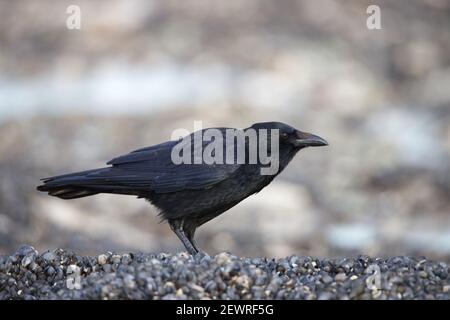 Cornacchia Foto Stock