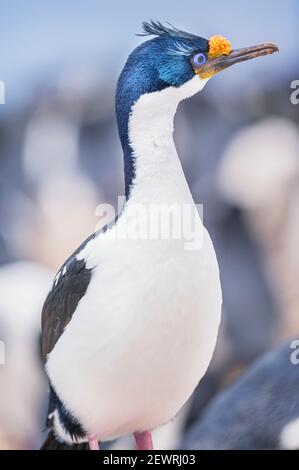 Lo shag imperiale (albicite di Leucocarbo), l'isola dei leoni marini, le isole Falkland, l'America del Sud Foto Stock