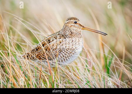 Snipe sudamericana (Gallinago paraguaiae), Isola dei leoni marini, Isole Falkland, Sud America Foto Stock