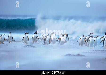 Gentoo Pinguini (Pygocelis papua papua) camminando sulla spiaggia, Isola dei leoni marini, Isole Falkland, Sud America Foto Stock