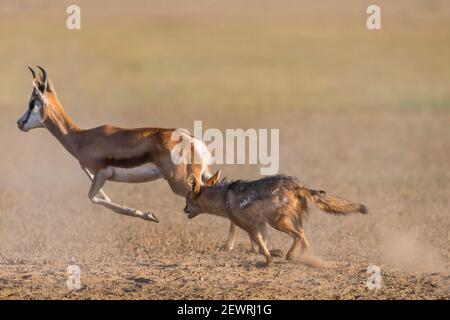 Blackbacked jackal (Canis mesomelas) che insegue springbok, Kgalagadi TransFrontier Park, Sudafrica, Africa Foto Stock