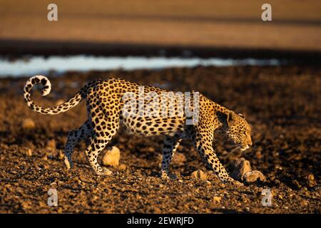 Leopard (Panthera pardus) femmina, Kgalagadi Parco transfrontaliero, Sud Africa e Africa Foto Stock