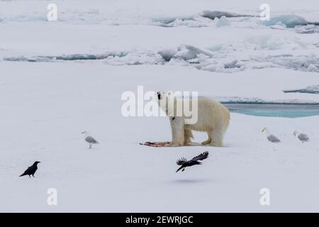 Orso polare (Ursus maritimus), su una foca uccidere, Ellesmere Island, Nunavut, Canada, Nord America Foto Stock