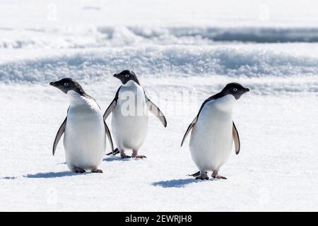 Un gruppo di pinguini di Adelie (Pygoscelis adeliae) su ghiaccio di mare nella baia di Duse, Weddell Mare, Antartide, regioni polari Foto Stock