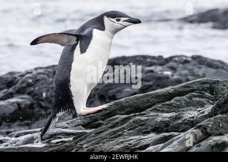 Pinguino Chinstrap (Pigoscelis antarcticus), che salta dal mare presso la colonia di riproduzione sull'isola di Barrientos, Antartide, regioni polari Foto Stock