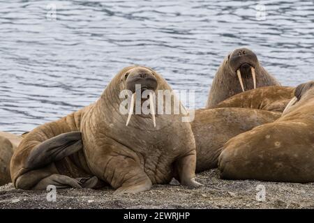 Adult Atlantic Walrus (Odobenus rosmarus), sulla spiaggia di Musk Ox Fjord, Ellesmere Island, Nunavut, Canada, Nord America Foto Stock
