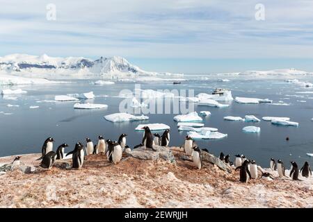 Pinguini Gentoo (Pigoscelis papua), colonia di riproduzione sull'isola di Cuverville, Antartide, regioni polari Foto Stock