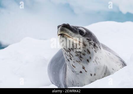 Un leopardo adulto (Hydrurga leptonyx), ha trasportato fuori sul ghiaccio vicino a Booth Island, Antartide, regioni polari Foto Stock