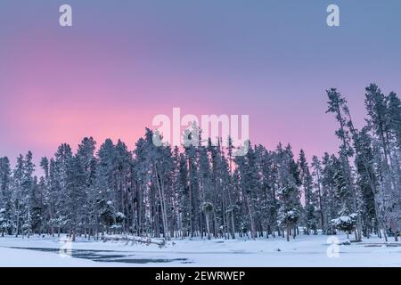 Luce mattutina su alberi ricoperti di neve, parco nazionale di Yellowstone, patrimonio dell'umanità dell'UNESCO, Wyoming, Stati Uniti d'America, Nord America Foto Stock