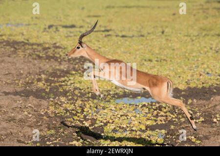 Impala maschile (Aepyceros melampus), salto sull'acqua, South Luangwa National Park, Zambia, Africa Foto Stock