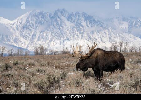 Bull Moose (Alces alces), di fronte a Teton Range, Grand Teton National Park, Wyoming, Stati Uniti d'America, Nord America Foto Stock