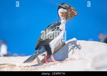 Lo shag imperiale (albicite di Leucocarbo) che trasporta il materiale di nidificazione, l'isola dei leoni marini, le isole Falkland, l'America del Sud Foto Stock