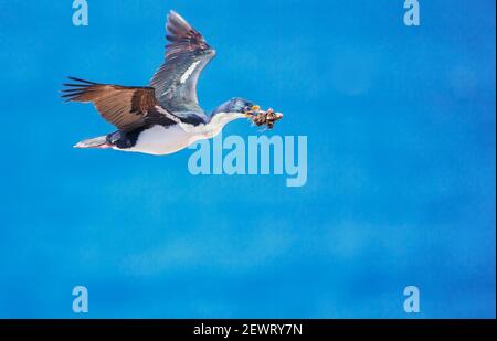 Lo shag imperiale (albicite di Leucocarbo) in volo che trasporta il materiale di nidificazione, l'isola dei leoni marini, le isole Falkland, l'America del Sud Foto Stock