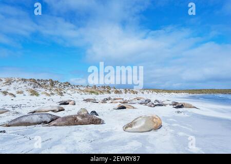 Foche elefanti meridionali (Mirounga leonina) su spiaggia sabbiosa, Isola dei leoni marini, Isole Falkland, Sud America Foto Stock