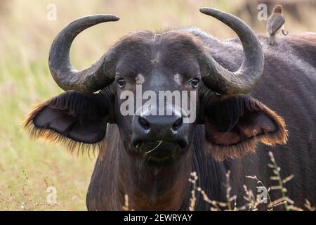 Capo bufalo (Syncerus caffer), Tsavo, Kenya, Africa orientale, Africa Foto Stock