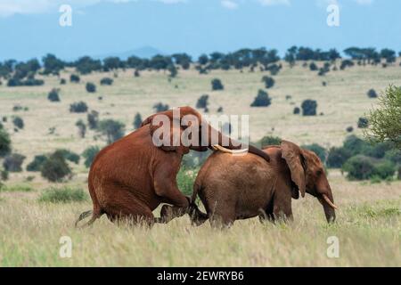 Due elefanti africani maschi (Loxodonta africana) che mostrano il comportamento omosessuale, Tsavo, Kenya, Africa orientale, Africa Foto Stock