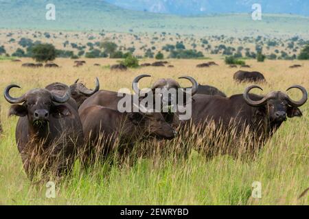 Capo bufalo (Syncerus caffer), Tsavo, Kenya, Africa orientale, Africa Foto Stock