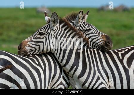 Pianure zebre (Equus quagga), Ndutu, Ngorongoro Conservation Area, Serengeti, Tanzania, Africa orientale, Africa Foto Stock