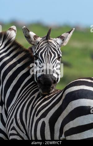 Pianure zebre (Equus quagga), Ndutu, Ngorongoro Conservation Area, Serengeti, Tanzania, Africa orientale, Africa Foto Stock