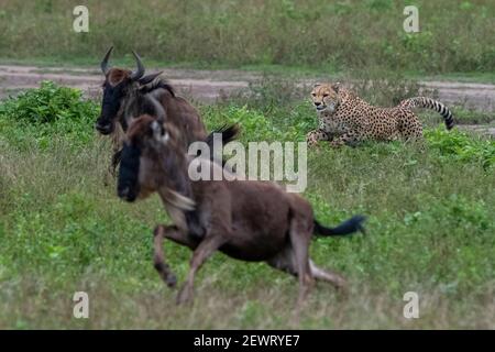 Cheetah (Acinonyx jubatus) caccia a un saldebeest (Connochaetes taurinus), Ngorongoro Conservation Area, Serengeti, Tanzania, Africa orientale, Africa Foto Stock