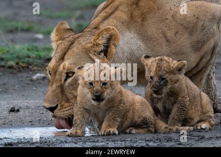 Una leonessa (Panthera leo) con i suoi cuccioli di quattro settimane, Ndutu, Ngorongoro Conservation Area, Serengeti, Tanzania, Africa orientale, Africa Foto Stock