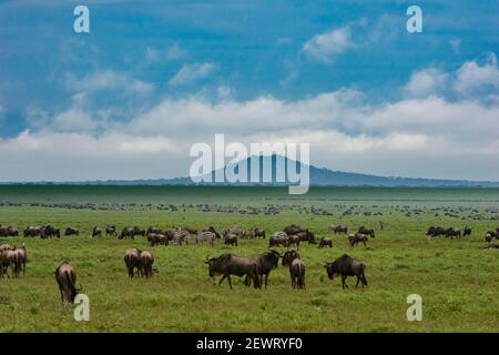 Salici (Connochaetes taurinus) e pianure zebre (Equus quagga) pascolo, Ngorongoro conservazione Area, UNESCO, Serengeti, Tanzania Foto Stock