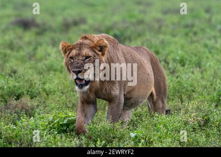 Lion (Panthera leo), Ndutu, Ngorongoro Conservation Area, Serengeti, Tanzania, Africa orientale, Africa Foto Stock