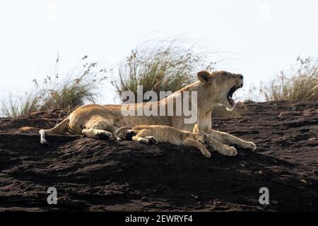 Leonessa e cub sulla roccia del leone, un promontorio che ha ispirato il film di Disney il re del leone, Lualenyi, Kenia, Africa orientale, Africa Foto Stock