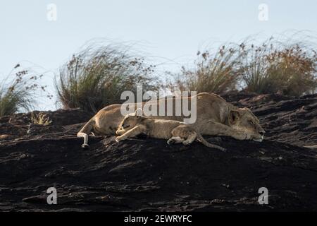 Leonessa e cub sulla roccia del leone, un promontorio che ha ispirato il film di Disney il re del leone, Lualenyi, Kenia, Africa orientale, Africa Foto Stock