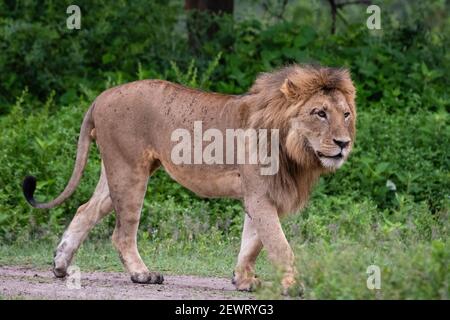 Lion (Panthera leo), Ndutu, Ngorongoro Conservation Area, Serengeti, Tanzania, Africa orientale, Africa Foto Stock