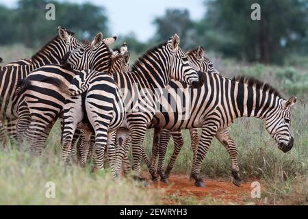 Le pianure zebre (Equus quagga), Tsavo, Kenya, Africa orientale, Africa Foto Stock