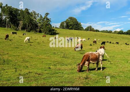 Pascolo di bestiame in una valle di Chiltern Hills a Rotherfield Grays appena ad ovest di Henley-on-Thames, Rotherfield Grays, Oxfordshire, Inghilterra, Regno Unito Foto Stock