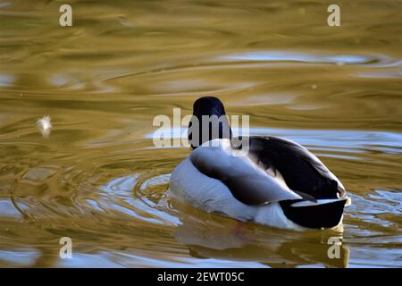 Vista posteriore di un'anatra mallard maschile che nuota su a. lago Foto Stock