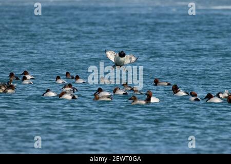 Anatra di canvasback circa per atterrare in un gregge sull'acqua. Foto Stock