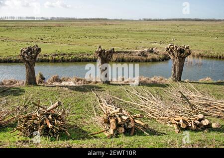 Paesaggio olandese polder vicino a Puttershoek, Hoeksche Waard, Paesi Bassi, con tre salici pollard poco dopo essere stato potato Foto Stock