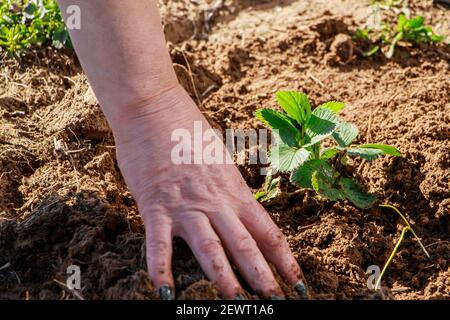 Donna sta piantando piantine di fragole in giardino. Giardinaggio e prodotti agricoli in crescita. Foto Stock