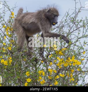 Chacma Baboons a piacere Foto Stock