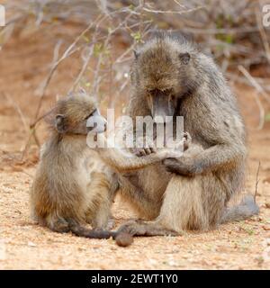 Chacma Baboons a piacere Foto Stock