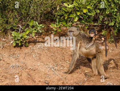 Chacma Baboons a piacere Foto Stock