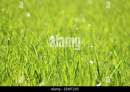 Erba verde con gocce d'acqua alla luce del sole, messa a fuoco selettiva, sfondo sfocato. Fresca natura primaverile, rugiada su prato soleggiato Foto Stock