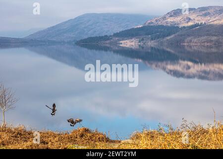 Loch Katrine si trova nel cuore del romantico Trossachs della Scozia. Foto Stock