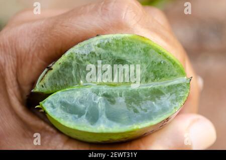 Holding Cut Aloe vera Foto Stock