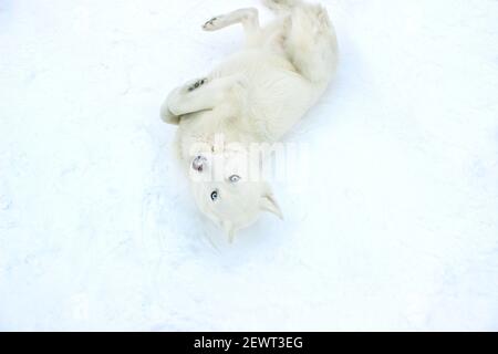 Cane bianco Husky nella neve Foto Stock