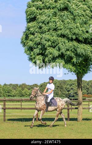 Giovane ragazza su bianco marrone macchiato cavallo. L'Olanda ha 500,000 piloti e 450,000 cavalli. Ci sono 1,500 associazioni di equitazione. Foto Stock