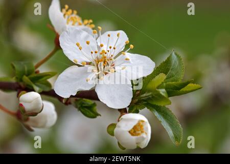 Mirabelle in fiore su sfondo isolato. Concetto di primavera. Giardini fioriti. Foto macro Foto Stock