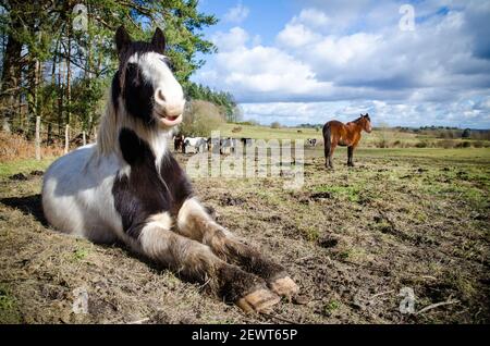 Un bel colpo di un felice cavallo bianco e nero adagiato sul pavimento mentre i suoi amici a cavallo stanno pascolando in campo in un tempo nuvoloso Foto Stock